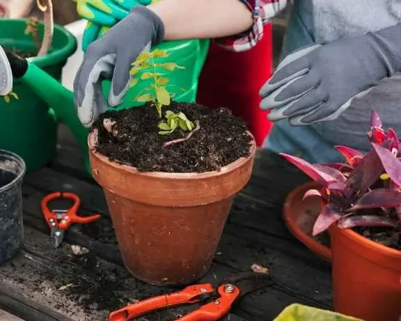 professional garden maintenance services