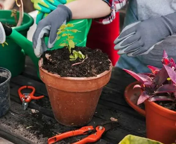 professional garden maintenance services