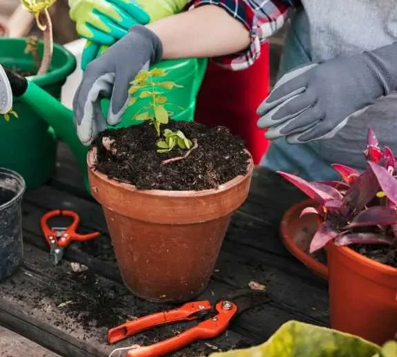 professional garden maintenance services