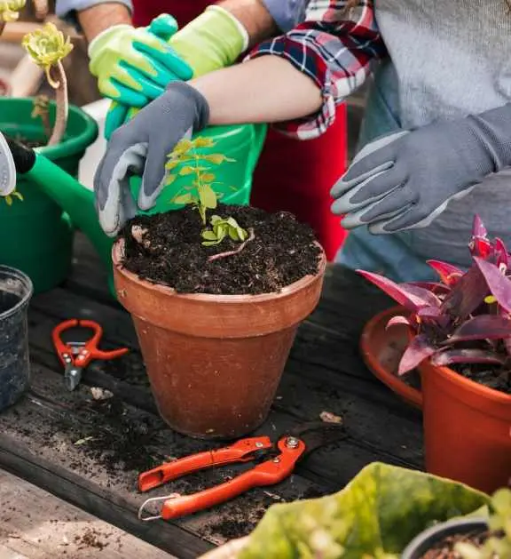 professional garden maintenance services