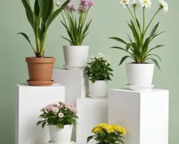 buy indoor and outdoor plants online with home delivery