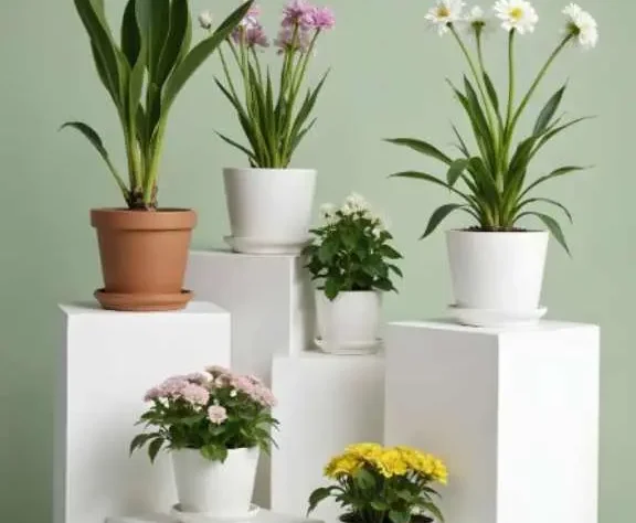 buy indoor and outdoor plants online with home delivery