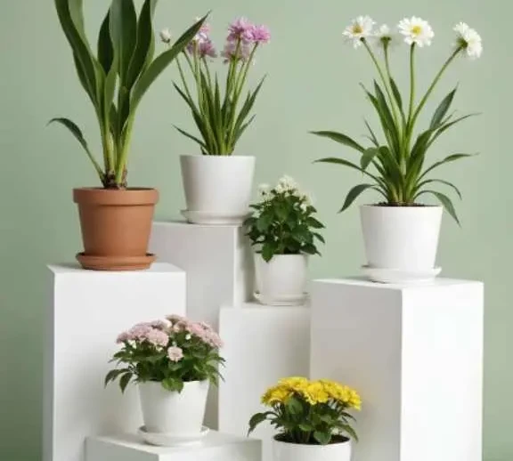buy indoor and outdoor plants online with home delivery