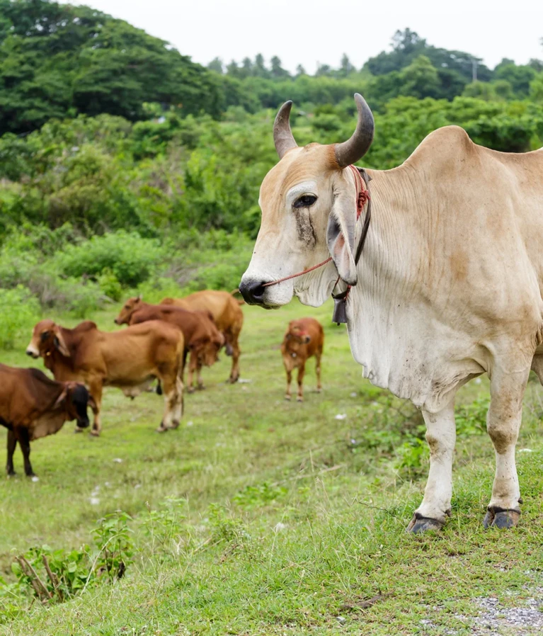 Wendell Berry said it best when he said that “eating is an agricultural act.” Our mission is to change the food system by providing a healthy, fresh alternative to industrial food.