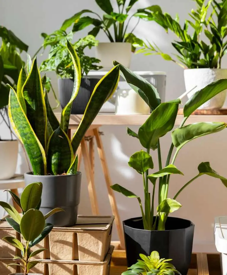 indoor outdoor plant supply and plantation